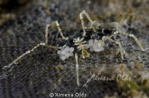 Spider with eggs…nice and round. About 3 mm
 by Ximena Olds 